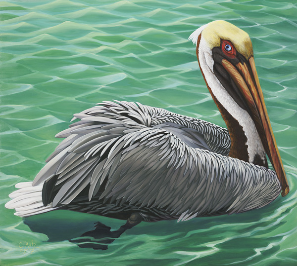 Pelican