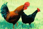Red Rooster, Black Hen