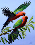 Amboina King Parrots