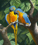Blue Throat Macaws
