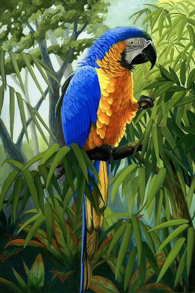 Blue and Gold Macaw (triptych left panel)