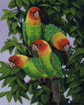 Carolina Parakeets 2