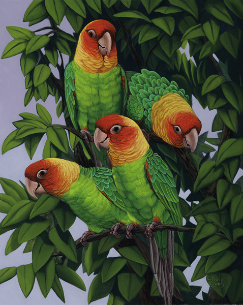 Carolina Parakeets 2