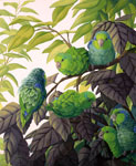 Celestial Parrotlets