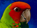 Cherry Headed Conure