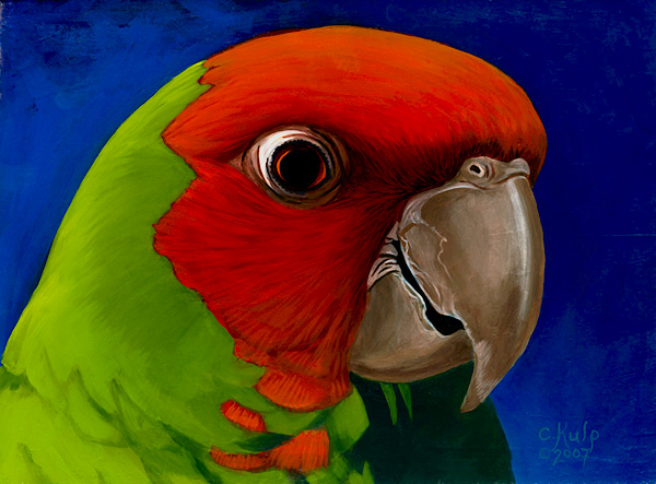 Cherry Head Conure