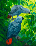 Congo African Greys
