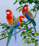 Eastern Rosellas