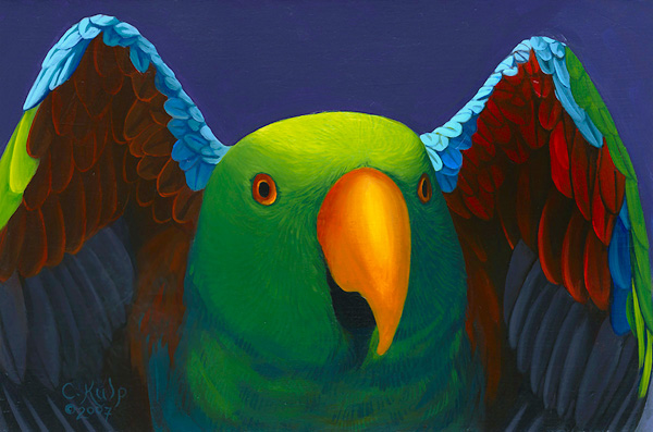 Eclectus with Wings