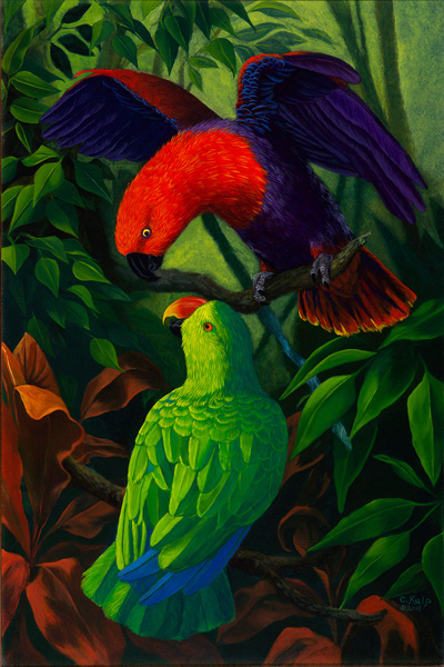 Eclectus