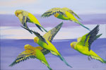 Flying Budgerigars