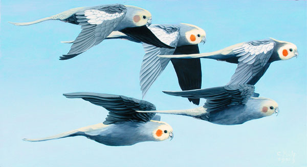 Flying Cockatiels