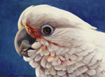 Goffin's Cockatoo