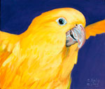 Golden Conure