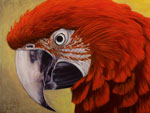 Green Wing Macaw 2