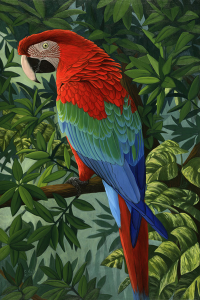 Greenwing Macaw