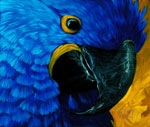 Hyacinth Macaw 1
