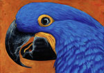 Hyacinth Macaw 3