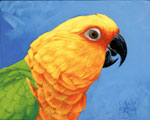 Jenday Conure