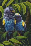 Meyers Parrots