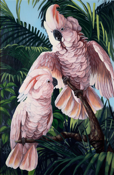 Moluccan Cockatoos