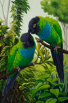 Nanday Conures