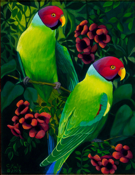 Plum Headed Parakeets