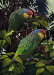 Red Lored Amazons