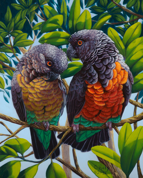 Red-Bellied Parrots