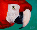Scarlet Macaw Watching