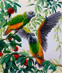 Senegal Parrots