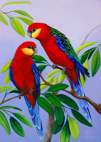 Stanley's Rosellas