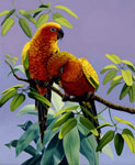 Sun Conures