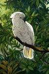 Umbrella Cockatoo