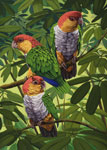 White Bellied Caiques