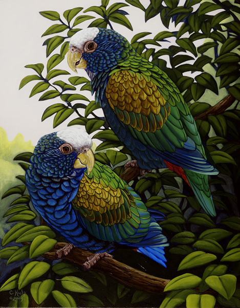 White Capped Pionus